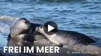Seehunde im Video: Ernie, Tiffy und Lucy zurück in der Nordsee