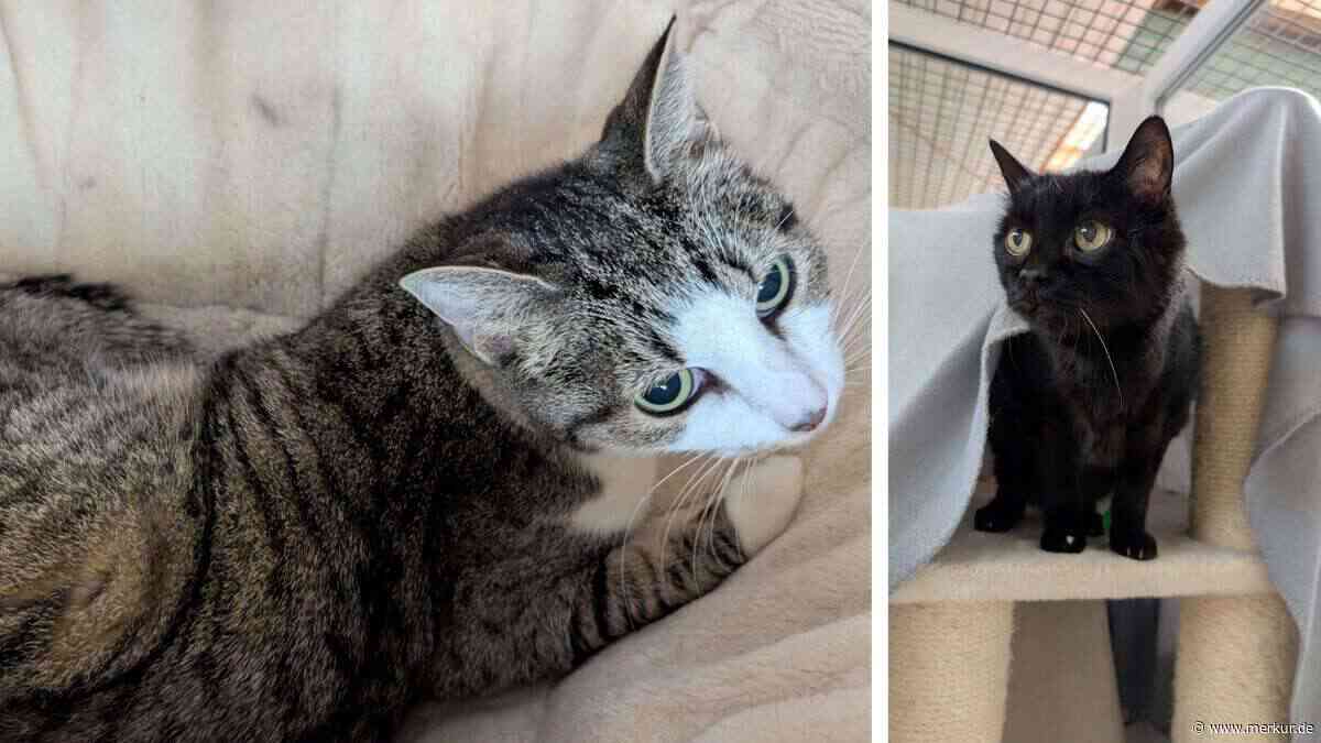 Nach Tod des Besitzers im Tierheim gelandet: Dringend Palliativ-Platz für kranke Katzen gesucht