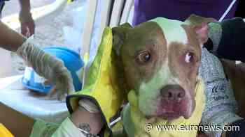 Colombia earthquake: Dog rescued alive as 72-hour window closes