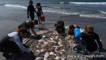 Soaring stingray numbers off California beaches drive record injuries