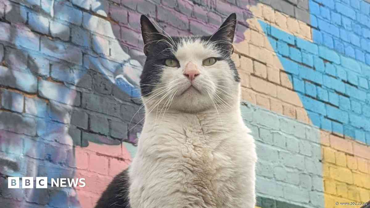 Weekly quiz: How did this cat end up as a social media star?