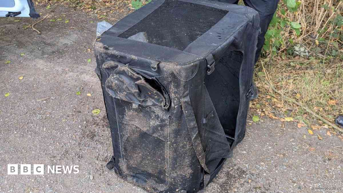 Carrier containing dead dog weighed down in pond