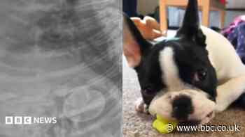 Tough bill to swallow as dog eats rubber duck