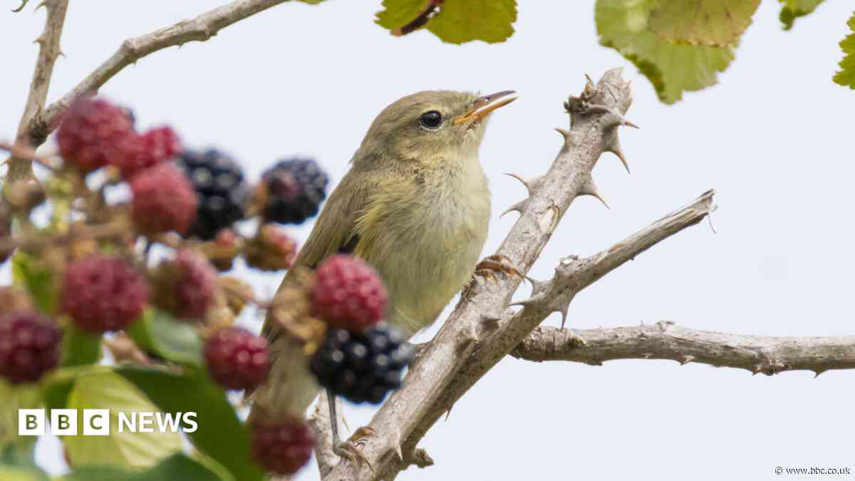 Wildlife suffering in heatwaves, say experts