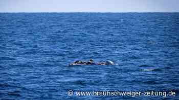 Mittelmeer: Zivile Helfer entdecken elf Leichen vor libyscher Küste