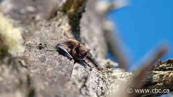 Rabid bat found in Burlington, Ont., health officials say