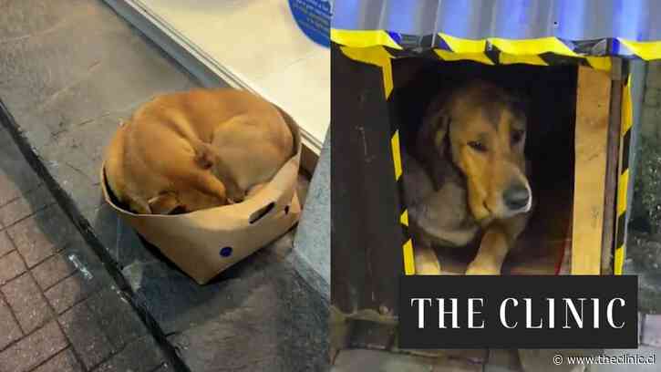 Influencer inicia campaña en redes para construir casa a “todos” los perros callejeros de Pucón: “Me parte el alma ver esto”