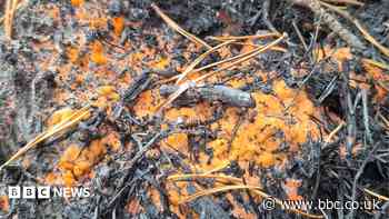 Sign of life as bright orange 'fire fungus' grows at park ravaged by wildfire