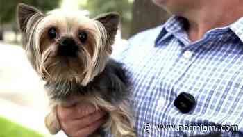 South Florida homeowner targeted in sophisticated fake dog attack scam