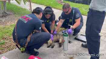 Multiple dogs killed, 1 resuscitated, after fire at Hollywood apartment building