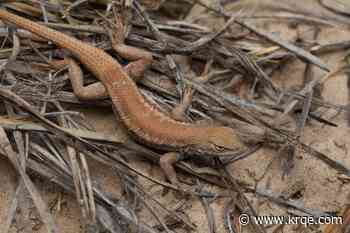 Environmental activists appeal decision to remove Sagebrush lizard from endangered list