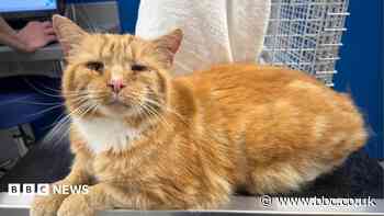 Missing cat found 100 miles away in feral colony