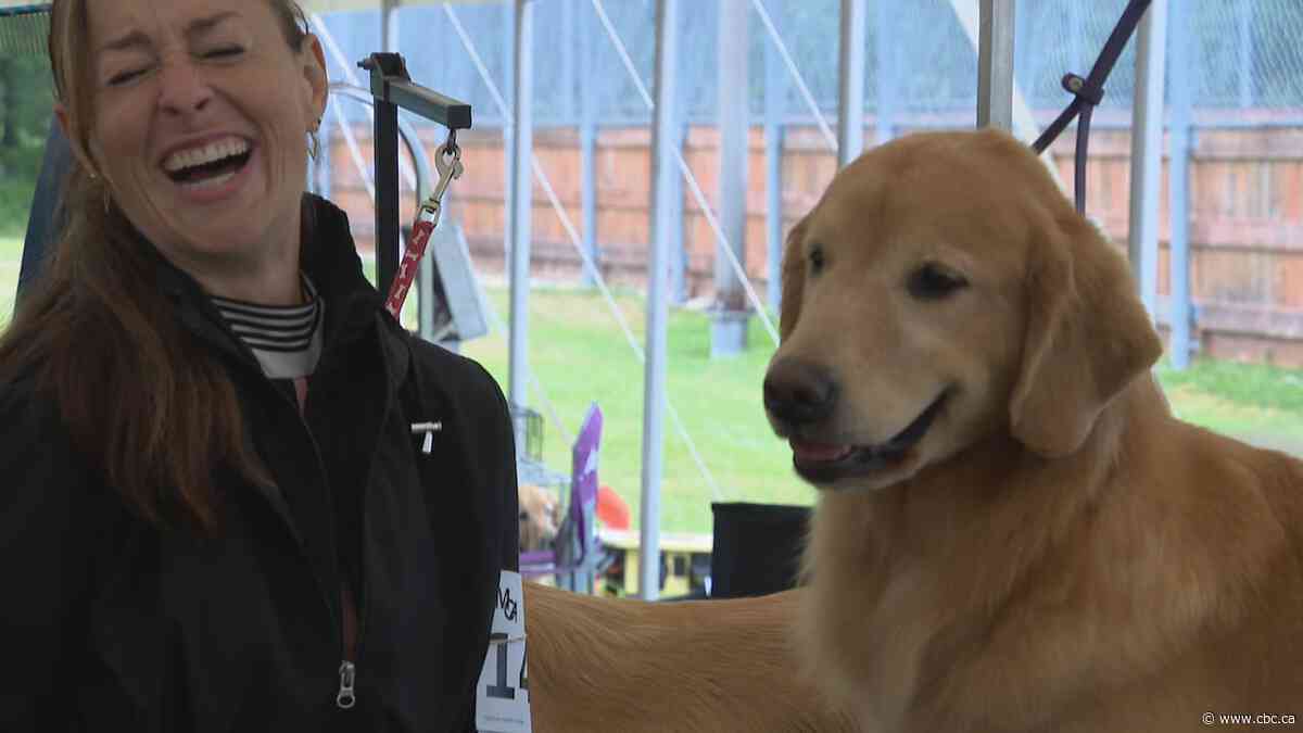 Manitoba hosts national golden retriever dog show for 1st time
