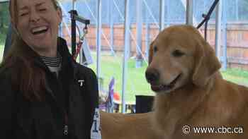Manitoba hosts national golden retriever dog show for 1st time