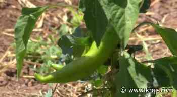 As harvest begins, New Mexico Chile Association says crop looks good but had some setbacks