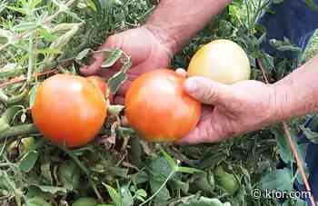 A Bumper Crop of Late-Season Tomatoes Near Slaughterville, OK