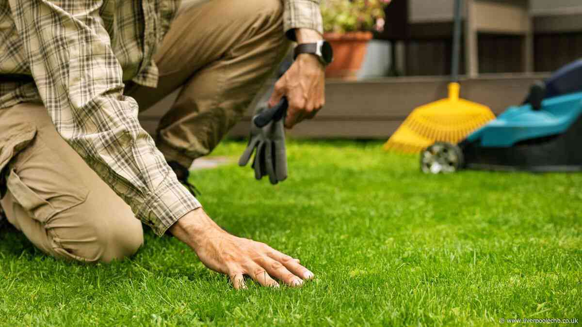 Grow thicker, greener grass by doing 1 simple gardening task this month