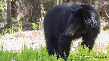 Conservation officers say RCMP weren't mistaken in shooting bear that attacked 3-year-old