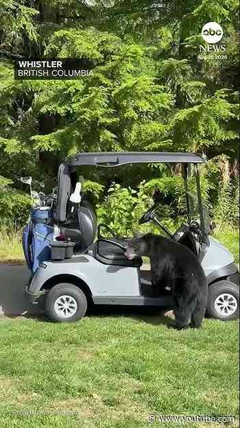 Bear rummages through golf cart in British Columbia