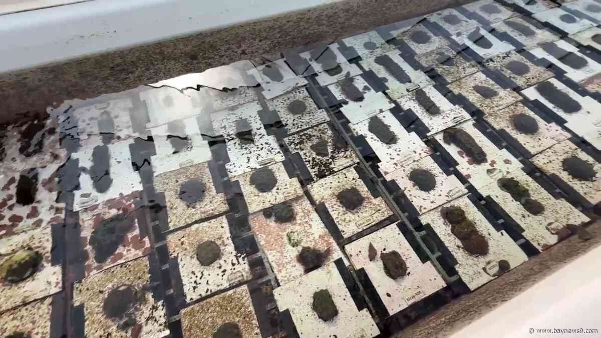 Reef Renewal USA moves endangered coral out of Florida Keys amid heatwave
