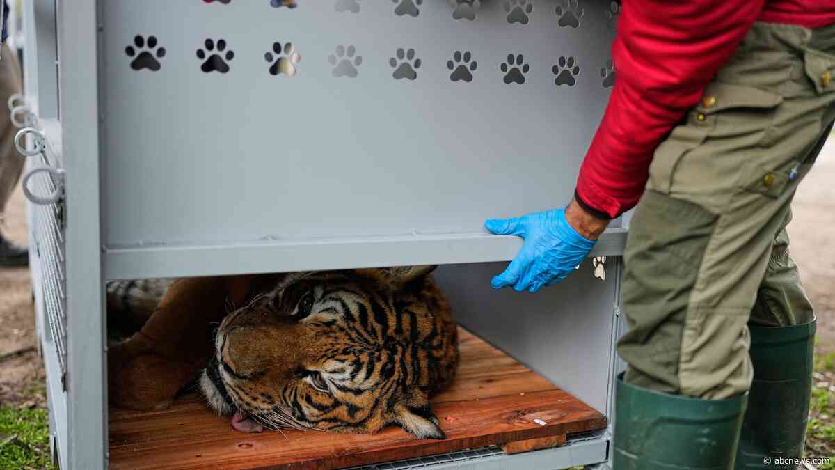 Lions and tigers begin a long-awaited rescue from a notorious Argentine zoo