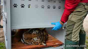 Lions and tigers begin a long-awaited rescue from a notorious Argentine zoo