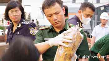 Authorities in Vietnam discover more than a ton of concealed ivory illegally shipped from Africa
