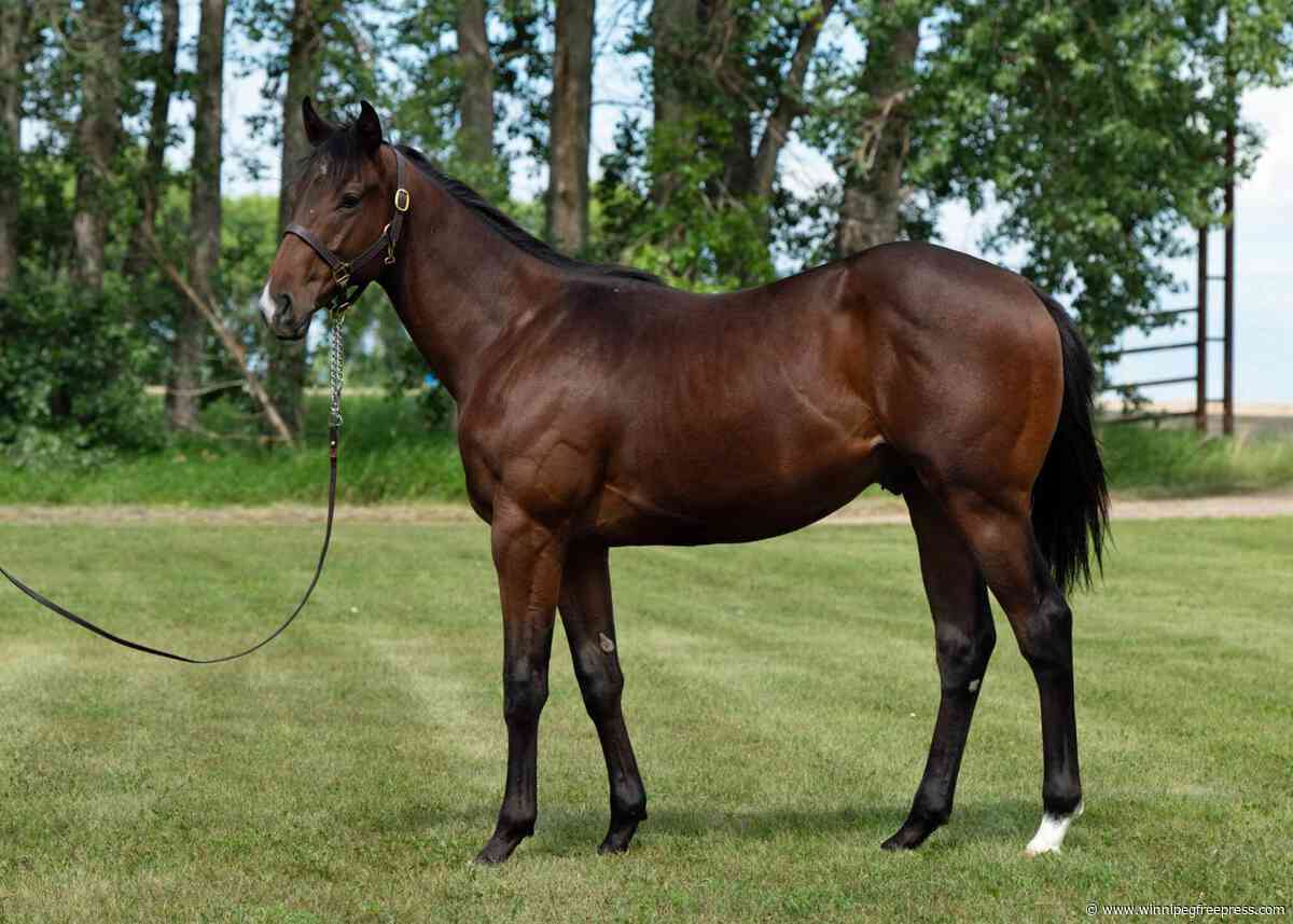 All eyes on Brachetto ahead of Downs’ yearling sale
