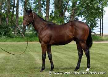 All eyes on Brachetto ahead of Downs’ yearling sale