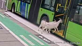 Moment billy goats board a bus in Portland