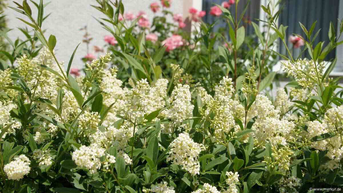 Ligusterhecke pflanzen: Der entscheidende Abstand, den viele Hobbygärtner unterschätzen