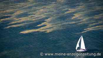 Blaualgen an Ostsee und Seen – Warnung für Badende