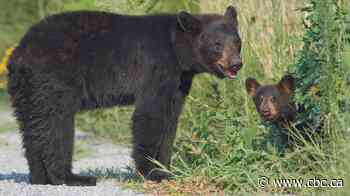 Bear attack leads to closure of regional park on Vancouver Island
