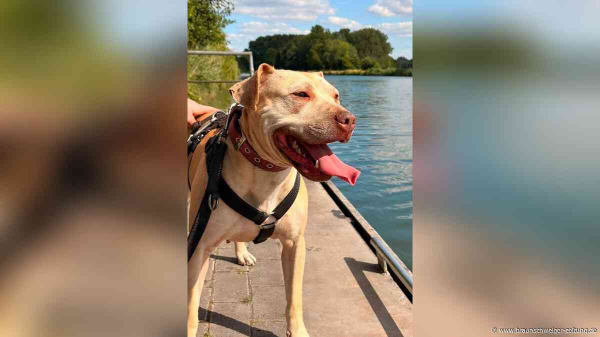 Pitbull-Hündin Mathea hofft auf Neuanfang in Peine