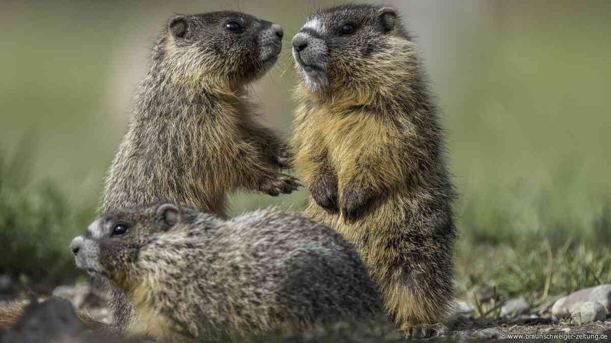 Zu heiß zum Spielen: Murmeltiere in den Alpen bereiten Forschern Sorgen