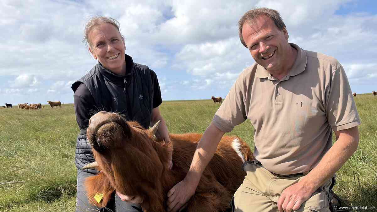Kuschel-Attacke an der Nordsee: Wo 500-Kilo-Rind Gonzo nur Schmusen will