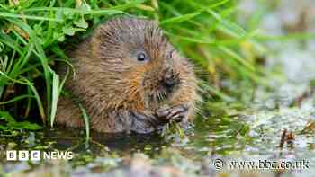 'Squashed poo' a sign of water voles' success