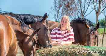 Paarden van Marcella leven samen in een grote stal en lopen zelf naar de wei: ‘Terug naar het kuddeg