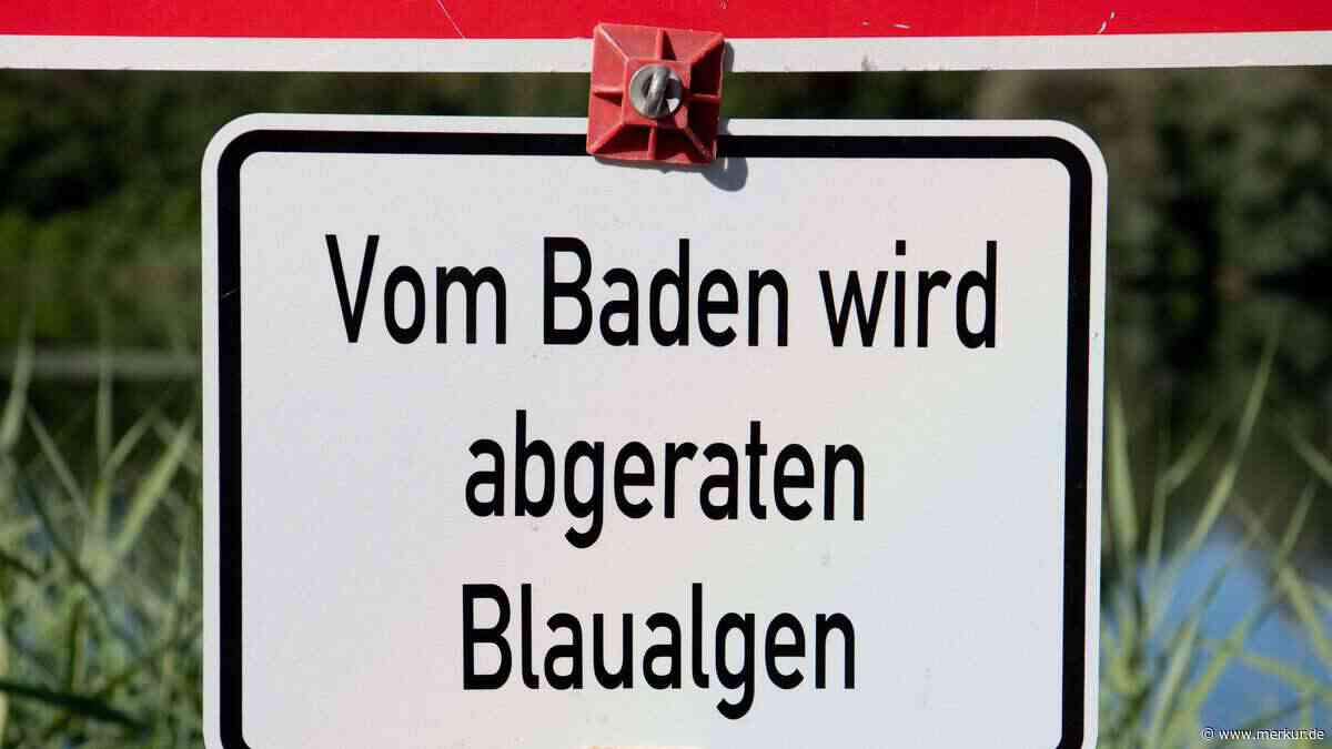 Giftige Blaualgen in Oberbayern: Badeverbot an Weiher – eindringliche Warnung