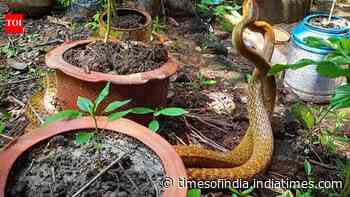6 hidden things in Indian homes that attract snakes