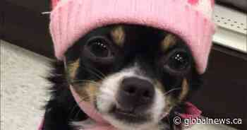 New trial ordered for B.C. man convicted in killing of ex-girlfriend’s chihuahua