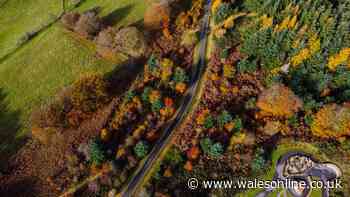 Drive through a Welsh forest on a specially designed seven mile loop with spectacular stop-off points and homemade cakes
