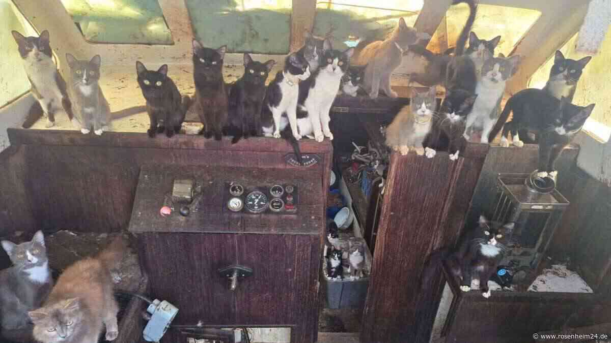 „Geisterschiff“ voller Katzen: Polizei rettet 60 Tiere – „Das Boot gehörte ihnen“