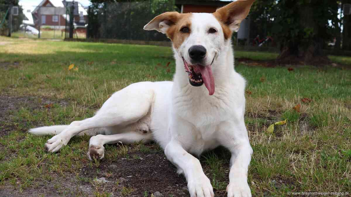 Gifhorner Rüde Duke hat einen Jagdtrieb, aber Stress mag er gar nicht
