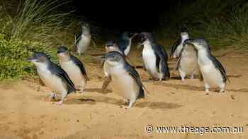 Bird flu kills Phillip Island penguin as death toll mounts in Victoria