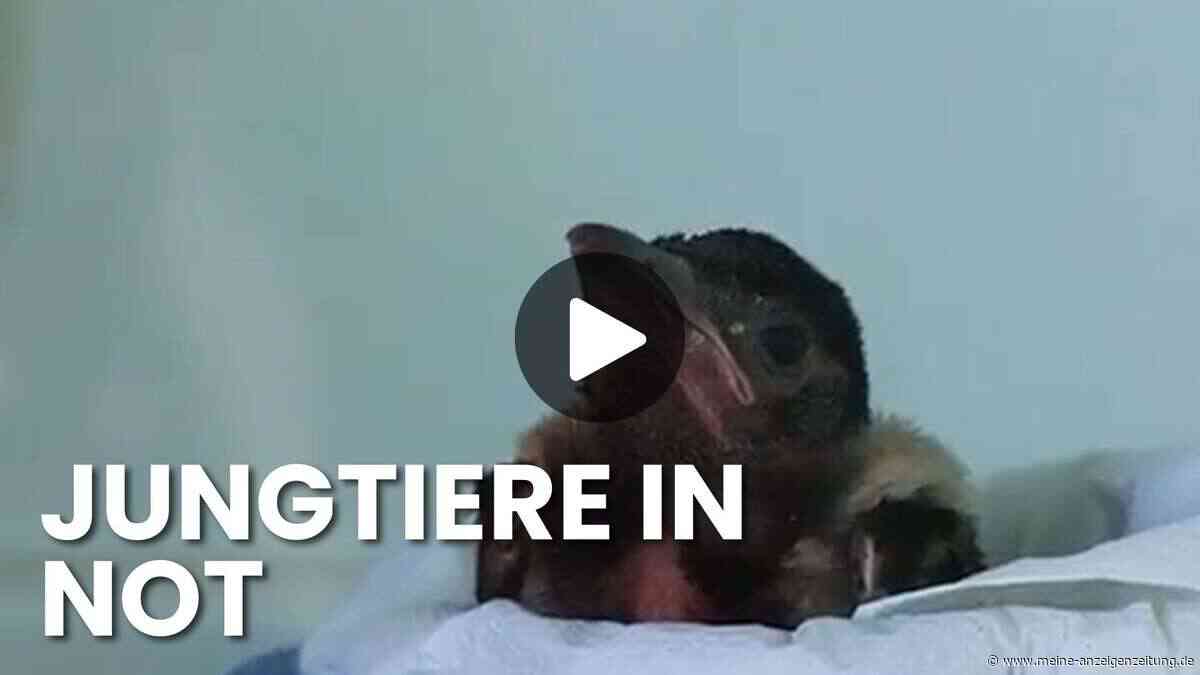 Hitzesommer bringt Vogelklinik ans Limit: Helfer sind im Einsatz für Wildtiere
