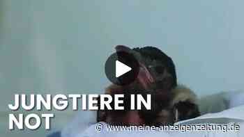 Hitzesommer bringt Vogelklinik ans Limit: Helfer sind im Einsatz für Wildtiere