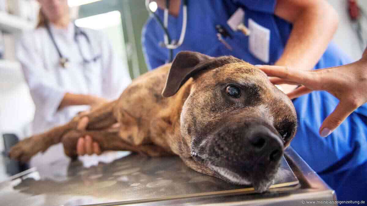 Diese Alltagsgefahren lauern für Hunde und können böse enden