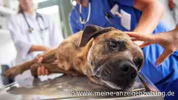Diese Alltagsgefahren lauern für Hunde und können böse enden