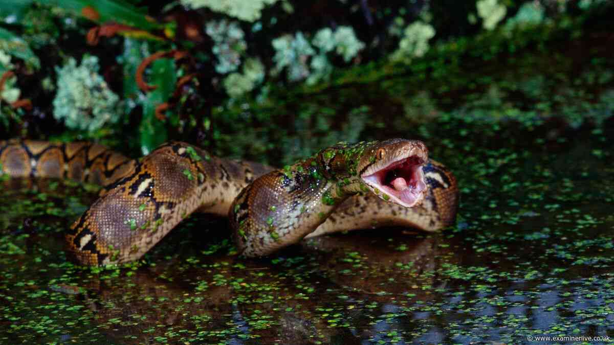 Wife suffered gruesome death as she was swallowed whole by python on way to work